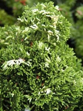 Chamaecyparis obtusa 'Tonia' 